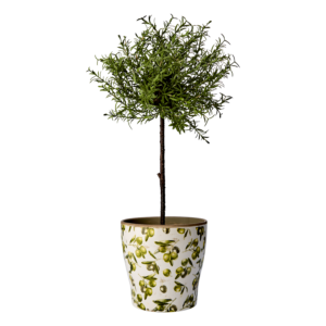 Olive kruka oliver L