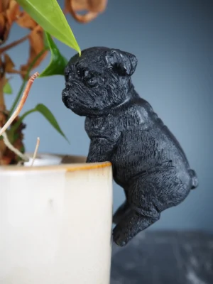 Mops hund häng till glas/kruka